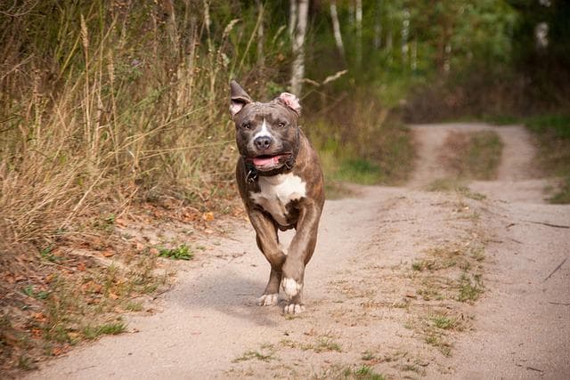 Amstaff niebieski - usposobienie wygląd i cechy charakterystyczne rasy