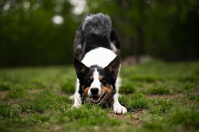 Border collie blue merle - cechy wygląd i temperament tej wyjątkowej rasy