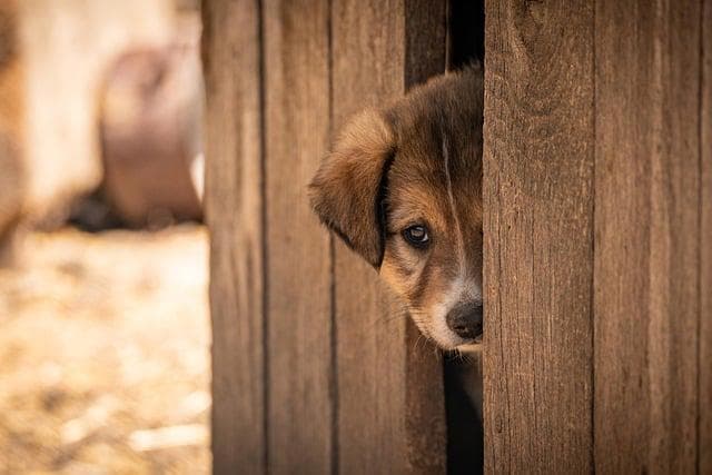 Adopcja psa - jak wygląda umowa adopcyjna co powinna zawierać i na co zwrócić uwagę