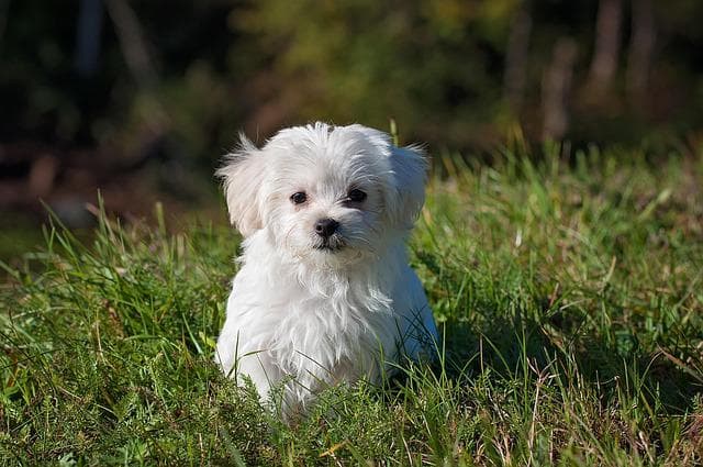 Bieszczady z psem - przewodnik po najlepszych miejscach na wakacje z czworonogiem